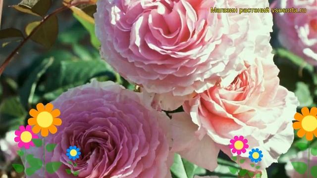 Роза кустовая Джеймс Гэлвей. Краткий обзор, описание характеристик, где купить саженцы смотреть онлайн