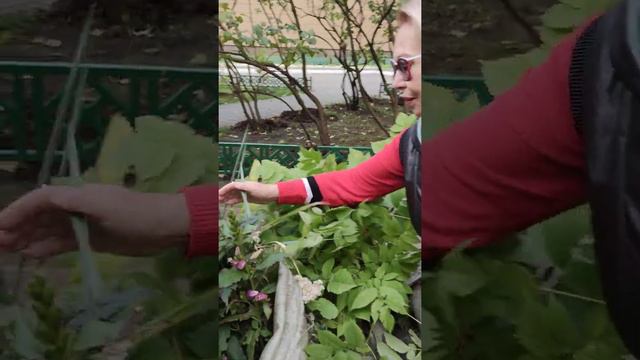 МАРИНА БРАГИНА 1 ОКТЯБРЯ 2020 смотреть онлайн
