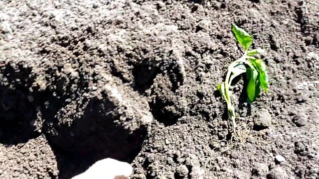 Рассада под мотоблок посадка полив смотреть онлайн