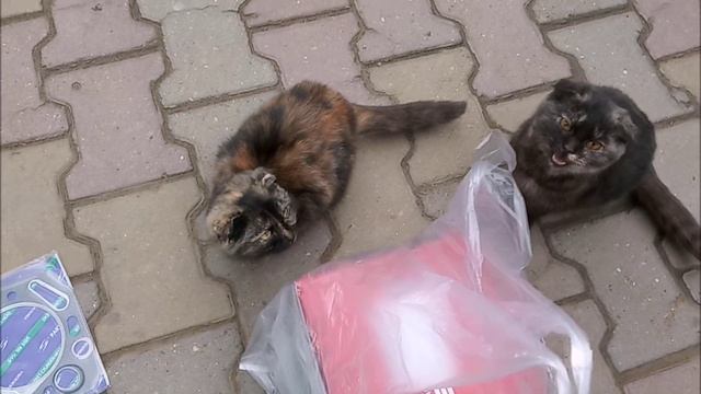 Ремонт двигателя хюндай старекс Н 200 1999 г.в. смотреть онлайн