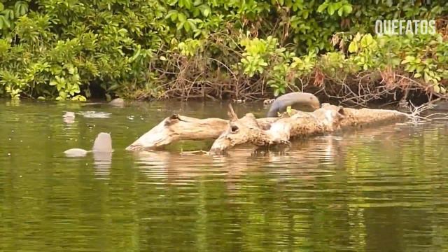 JACARÉ NÃO VIU A MORTE SE APROXIMAR. смотреть онлайн