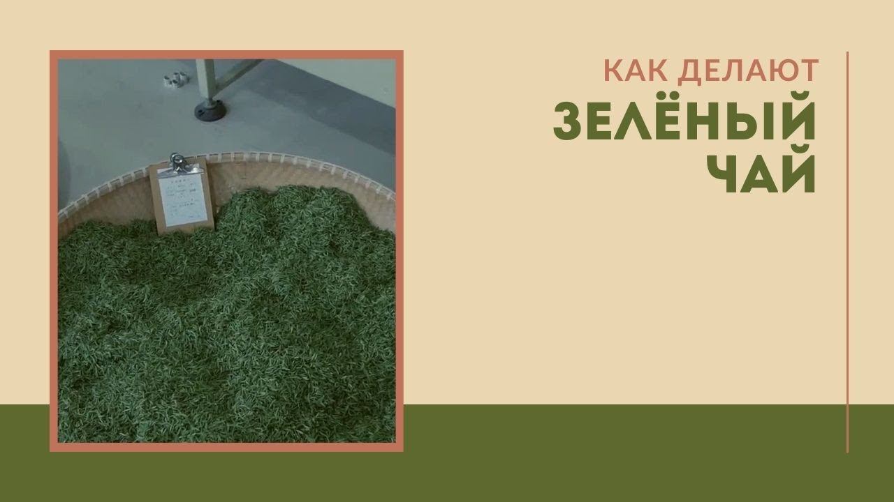Как делают зелёный чай смотреть онлайн