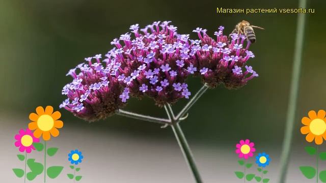 Вербена бонарская. Краткий обзор, описание характеристик, где купить саженцы Verbena Bonariensis