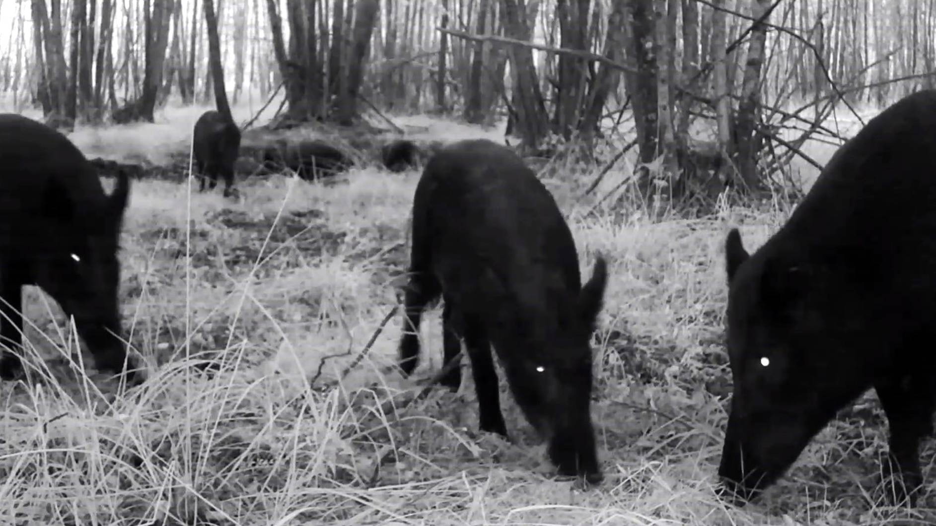 Лоси, бизоны, лан, олени, дикие кабаны смотреть онлайн