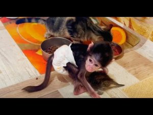 Люся КВОХЧЕТ над котятами как КУРИЦА над цыплятами!