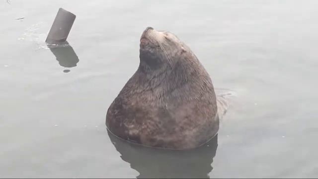 Петропавловск Камчатский. Морской Котик. 🦭🐧 смотреть онлайн