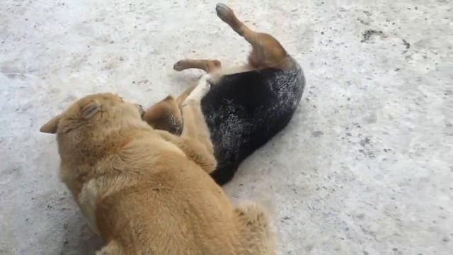 Собаки ? ? таких никогда не забудешь смотреть онлайн
