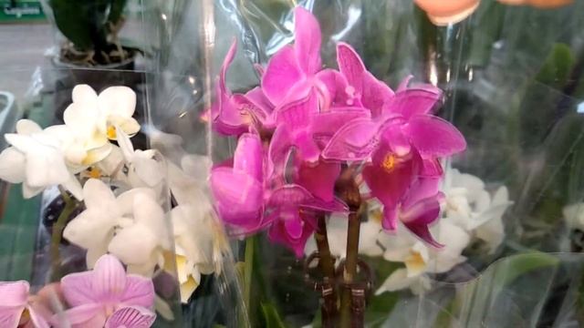 орхидеи БАБОЧКИ в ОБИ? большой ОБЗОР орхидей ФАЛЕНОПСИС уценка! ORCHID PHALAENOPSIS! завоз ОРХИДЕЙ смотреть онлайн