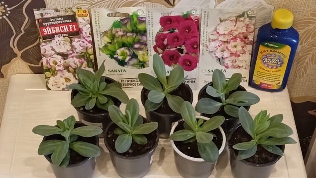 Рассада эустомы в продаже.м-н ДАЧА г Каменск-Уральский.03.04.2023 смотреть онлайн