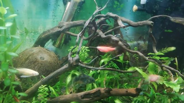 Какая польза от коряг в аквариуме? What is the use of driftwood in an aquarium? смотреть онлайн