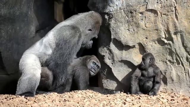 Gorilla Mating, making love смотреть онлайн