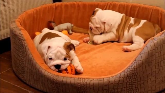 Щенки английского бульдога / Так иди же ко мне смотреть онлайн