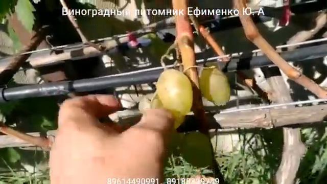 Белая медведица смотреть онлайн