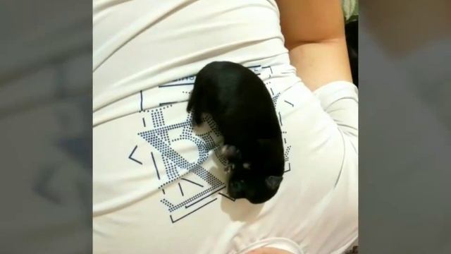 Щенки той терьера смотреть онлайн