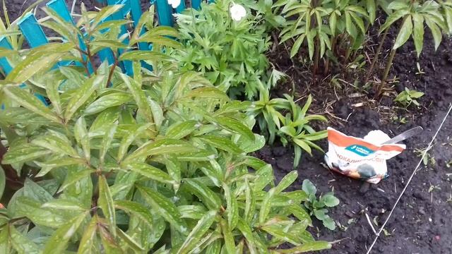 КОРОЛЬ ЦВЕТНИКА-ПИОН. ВТОРАЯ ОБЯЗАТЕЛЬНАЯ ПОДКОРМКА ВО ВРЕМЯ БУТОНИЗАЦИИ ДЛЯ ПЫШНОГО ЦВЕТЕНИЯ. смотреть онлайн