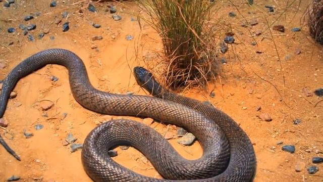 ТОП 10  Самые ядовитые змеи в мире