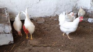 Как подсадить молодых петухов к старшим курам.Порода кур Леггорн,особенности содержания и кормления