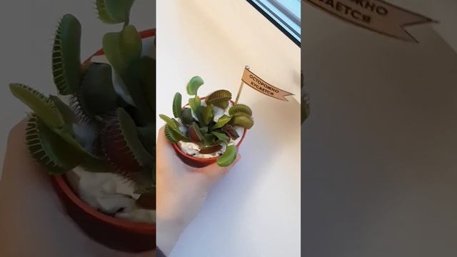 Венерина Мухоловка? Подписывайся на канал?, будем ухаживать за ним вместе) #цветы #мухоловка #дача смотреть онлайн