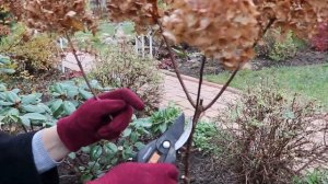 Гортензия на штамбе. Выращиваю сама.