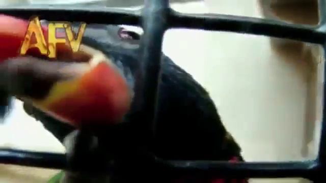 Попугай прикалывается! смотреть онлайн