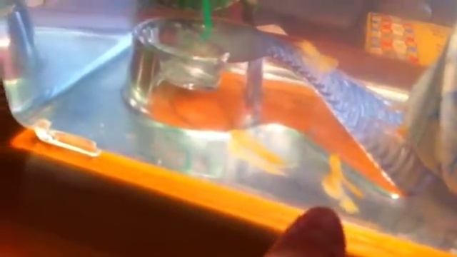 Красноухие черепахи) смотреть онлайн