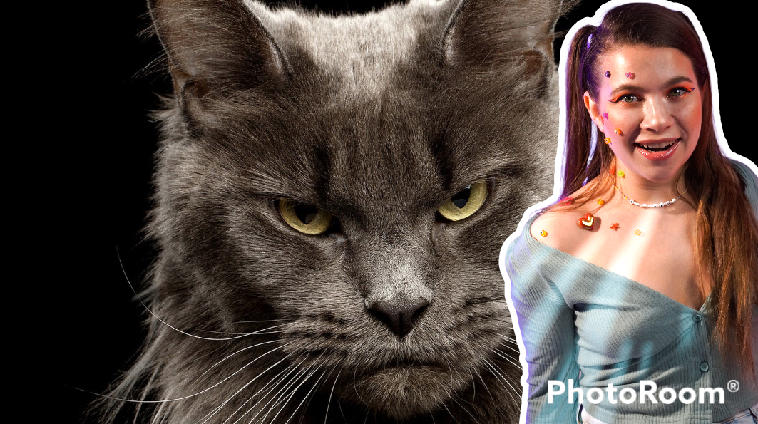 КОШКА и ЯЙЦО ?⬛? #shorts #животные смотреть онлайн