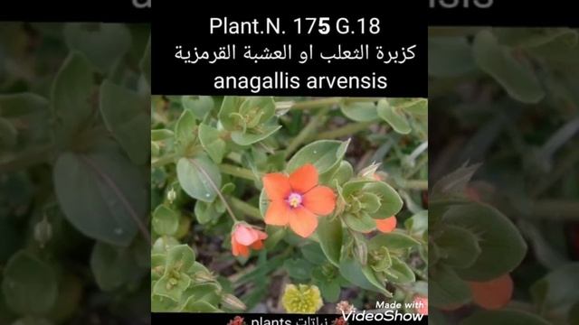 كزبرة الثعلب او العشبة القرمزية   anagallis arvensis смотреть онлайн