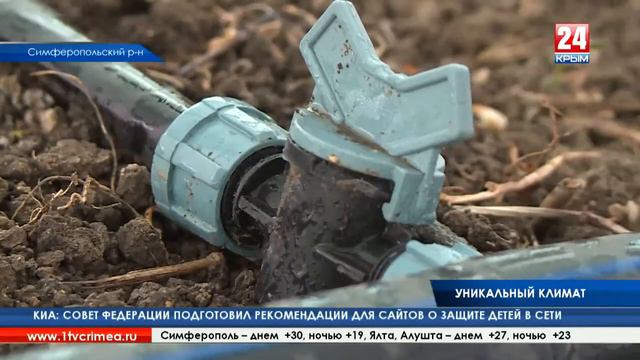 Ученые НИИ сельского хозяйства Крыма возрождают хлопководство на полуострове 29 06 2018 смотреть онлайн