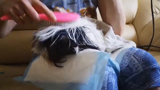 Как помыть йорка / Груминг йоркширского терьера / Бивер Йорк смотреть онлайн