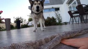 ЖЕСТЬ! Истерика у Собаки из-за кожи ПИТОНА / реакция щенка на большую змею