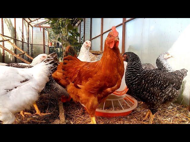 Сделай ТАК и УВЕЛИЧИШЬ яйценоскость у кур. смотреть онлайн