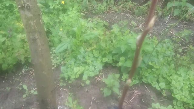 результат прививки яблони(подвой белый налив) смотреть онлайн