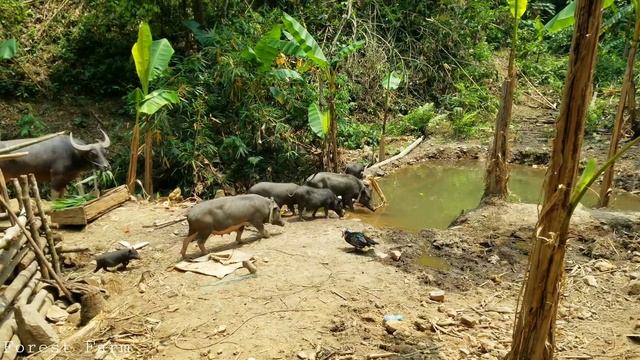 #10. Forest Farm Life, Return to Home and Farm, Survival Instinct, Wild Farm Life смотреть онлайн