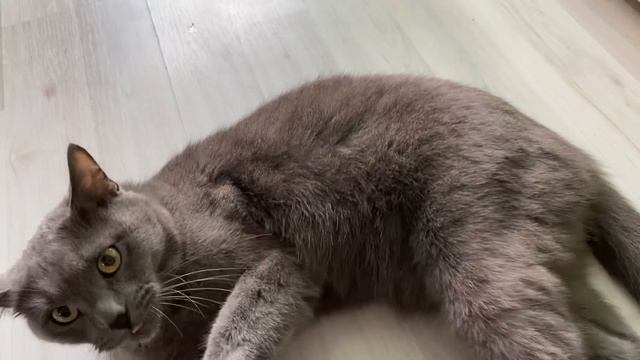 Нужно ли кастрировать кота? смотреть онлайн