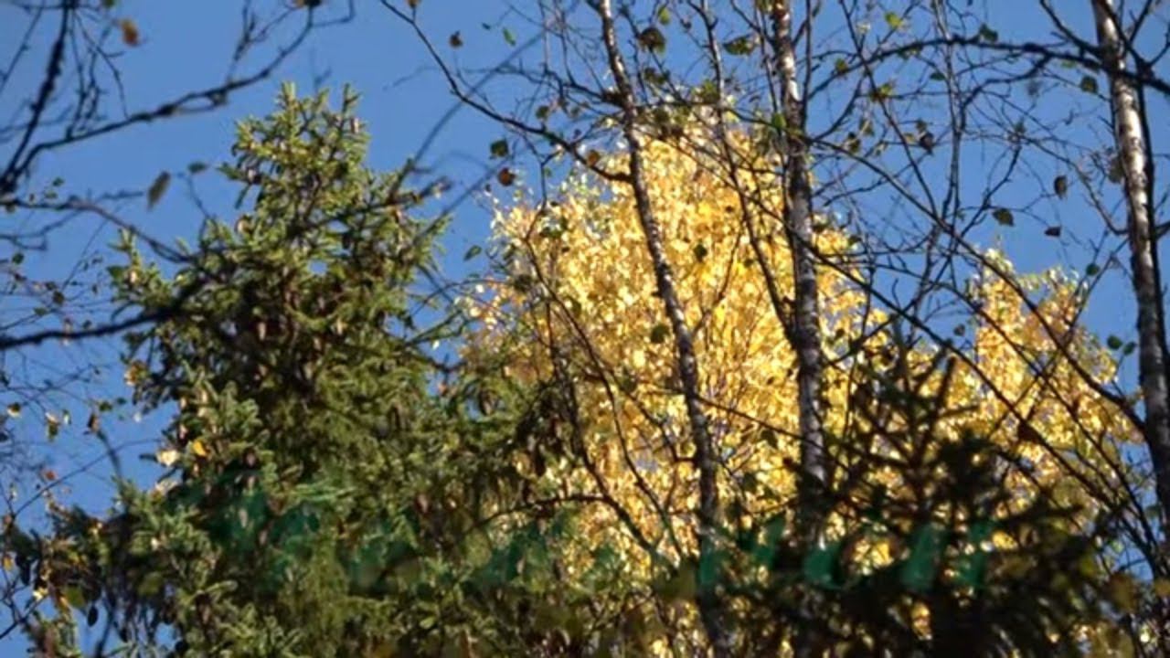 Охота на рябчика #32 Магнитная буря, грибники, костёр смотреть онлайн