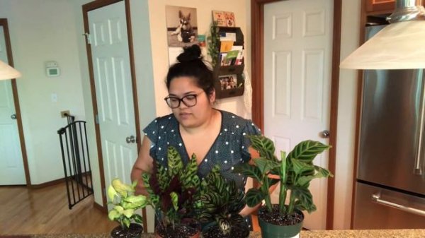 Plant Haul + Update: Calatheas | Project Plants