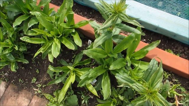 Nora & Brian's Allotment. EPISODE 48 смотреть онлайн