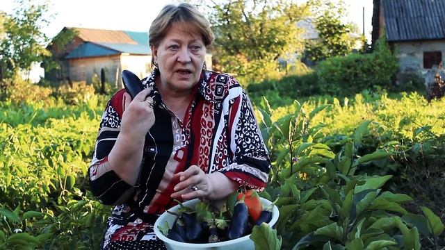 БАКЛАЖАН. Рецепты приготовления, выращивание и уход смотреть онлайн