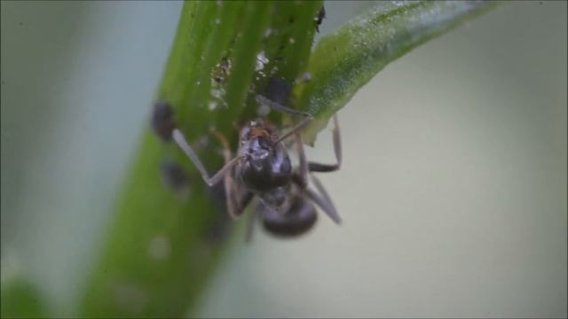 Муравей и тля / Ant and aphids смотреть онлайн
