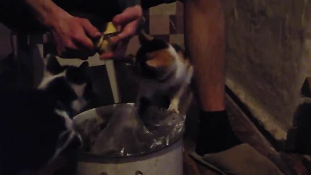 Кошки мешают чистить картошку, УКРАЛА КАРТОШКУ, Кошки едят сырую картошку!!! смотреть онлайн