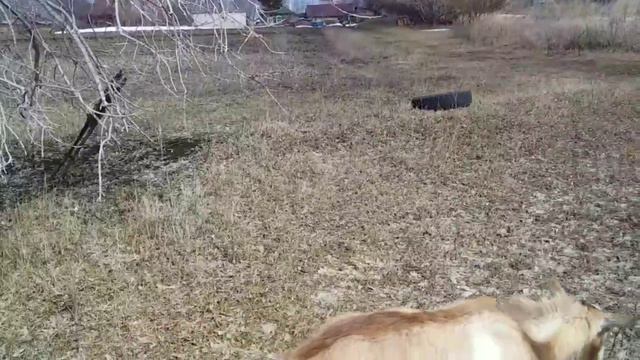 Пасу стадо/все разбежались/наше озеро смотреть онлайн