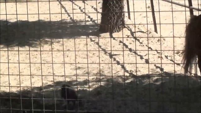 Воронежский зоопарк / История одного падения смотреть онлайн