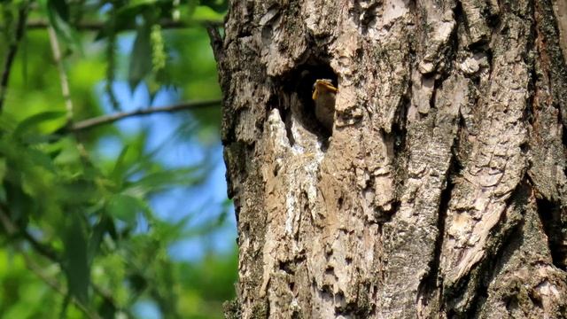 1378. Špaček obecný, Common Starling, Star, Spreeuw, Обыкновенный скворец, Szpak zwyczajny смотреть онлайн