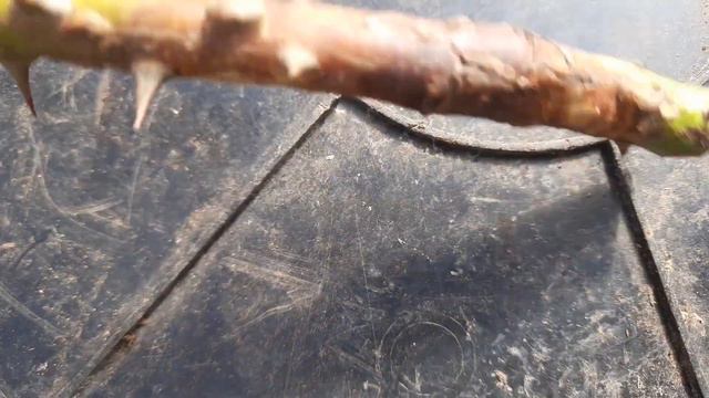 Как перезимовали розы под окучкой? Северо-Западный регион смотреть онлайн