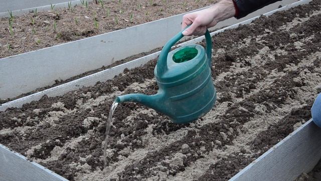 Правила посева моркови для отличного урожая смотреть онлайн