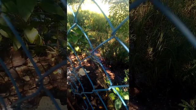 Mumbai rains brought Destruction to Paddy fields - by Bageshree s Hobby Class (Shruti Singh) смотреть онлайн
