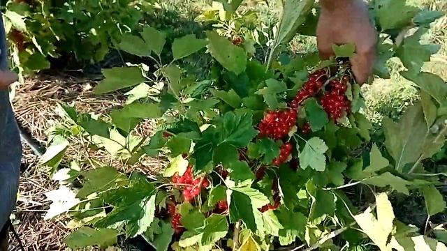 Обзор красной смородины (Виксне и Ровада) смотреть онлайн