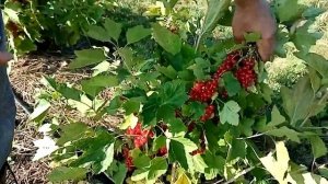 Обзор красной смородины (Виксне и Ровада)