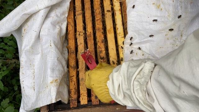 Как собрать пчелиную семью в зиму?! смотреть онлайн