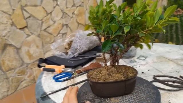 Расширение небари бонсай. Утолщение ствола бонсай! Как расширить ствол у бонсай всего за 15 минут?